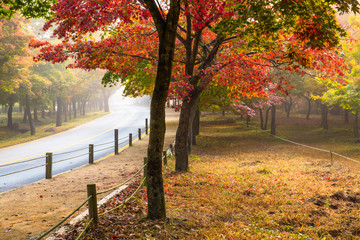 Naklejka premium 아름다운 단풍길