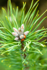 Needles on a pine branch