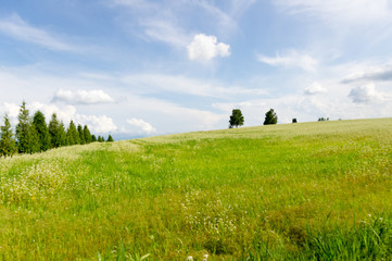 Green hill
