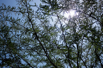 forest in spring with the sun in the trees