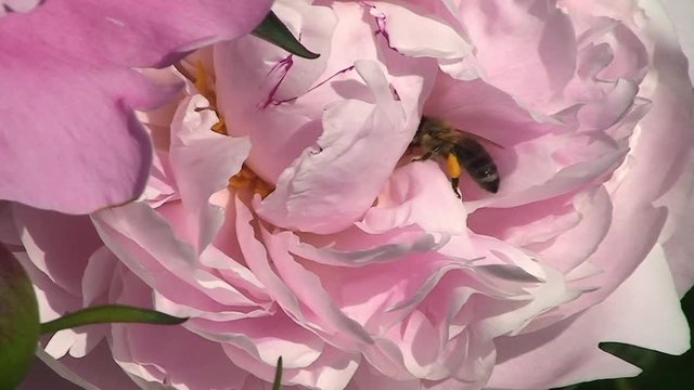 Eine Honigbiene schwer bepackt mit Bl&uuml;tenstaub an den Hinterbeinen krabbelt in einer Pfingstrosenbl&uuml;te (Nahaufnahme)
