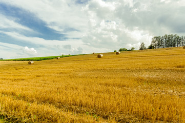 plain of yellow wheat straw
