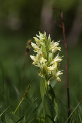 Elder Flowered Orchid (Dactylorhiza sambucina), Piatra Craiului National Park, Romania.