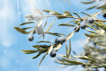Obraz na płótnie Canvas close up shot of an olive tree