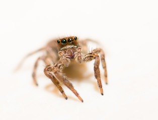 Jumping spider on a white background, beautiful eyes.