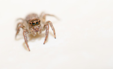 Jumping spider on a white background, beautiful eyes.