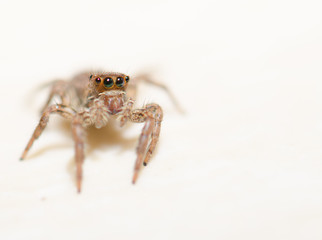 Jumping spider on a white background, beautiful eyes.