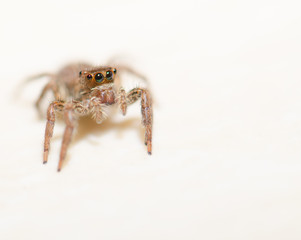 Jumping spider on a white background, beautiful eyes.