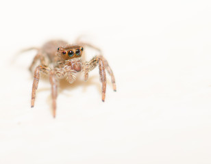 Jumping spider on a white background, beautiful eyes.