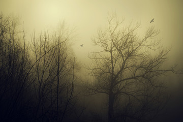 Obraz premium Mystic forest a foggy day