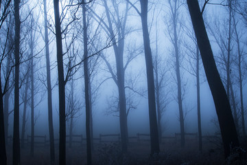 Obraz premium Mystic forest a foggy day