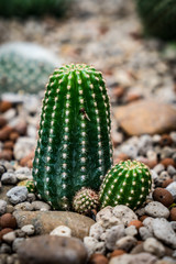 Green Cactus on small gravel