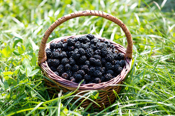 Fototapeta na wymiar basket of blackberries