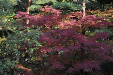森　紅葉　見上げる　秋