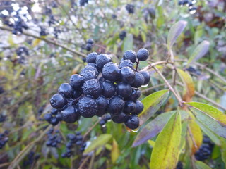 detail of branch with black berry