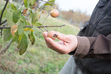 Elderly man picking up medlar fruit