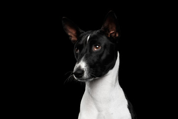 Close-up Funny Portrait White with Black Basenji Dog, looks sorry, on Isolated Black Background