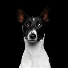 Close-up Funny Portrait White with Black Basenji Dog, Looking in camera on Isolated Black Background