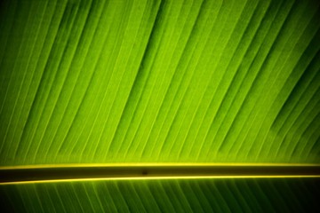 Texture background of backlight fresh green Leaf. banana leaf ba