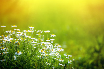 Amazing chamomile field. Summer flowers . © seqoya