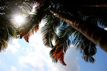 Palm tree leaves in autumn with sun light