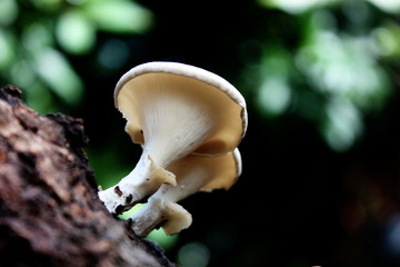 Cultivated mushrooms on hardwood log