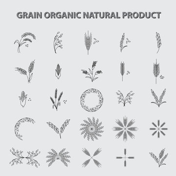 set of grain organic natural product. concept vector illustration