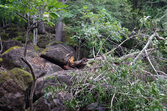 Fallen tropical trees block the road in Liberia, Guanacaste, Costa Rica, after Hurricane Otto in November 2016