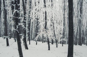 winter in forest with snow