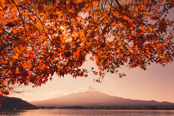 Naklejka premium Sunset at Mountain Fuji and red maple tree in japan autumn season