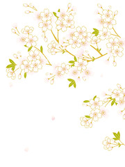 桜　イラスト