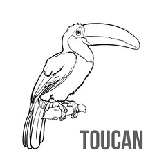 Hand drawn toucan seating on a tree branch, colorful sketch style vector illustration isolated on white background. Hand drawing of toucan, scientific ornithological illustration