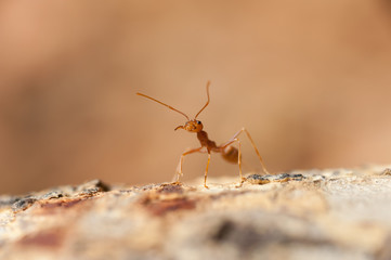 closed up : Red ant  working on tree  in the garden