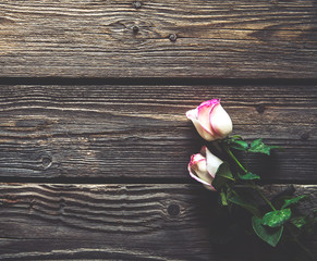 Fototapeta na wymiar Two pink fres blooming roses on wooden table with copy space. flowers