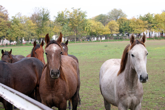herd of horses in corral on farm