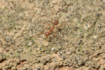 closed up : Red ant  working on tree  in the garden