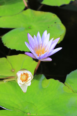 Lotus flower in pond background