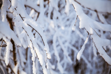 Snowy forest. Cold winter. nature