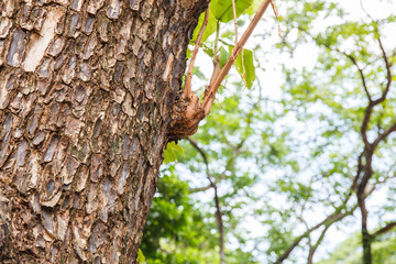 Fototapeta premium Closeup of tree trunk details with green bokeh background