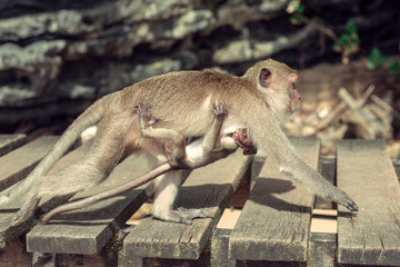 Monkey with a baby.