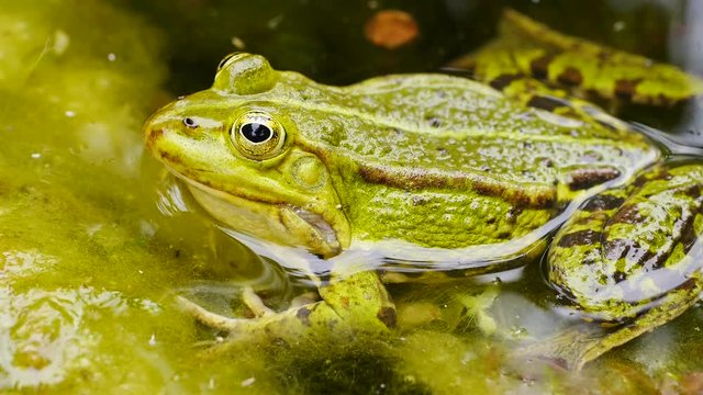 Wasserfrosch, Gr&uuml;nfrosch im Wasser, Rana esculenta 