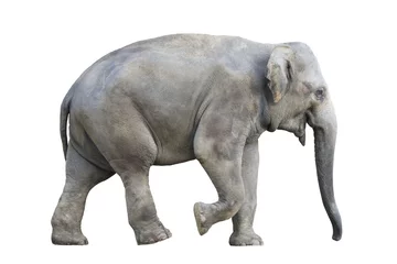Papier Peint photo Lavable Éléphant Asian elephant on white background