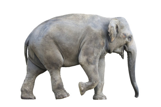 Asian elephant on white background