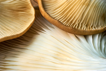 Maitake Mushrooms Cluster