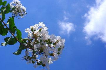 白いサルスベリと青空