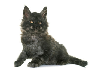 maine coon kitten