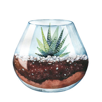 Watercolor illustration. Zebra cactus. Haworthia striped. Terrarium for succulents and cacti. Open glass sphere. Round transparent vase. Isolated on white background. Home flower. Home Decor.