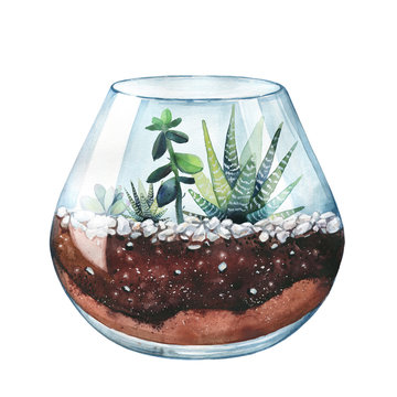 Watercolor illustration. Composition of succulents. Floral design. Terrarium for succulents and cacti. Open glass sphere. Round transparent vase. Isolated on white background. Home flower. Home Decor.