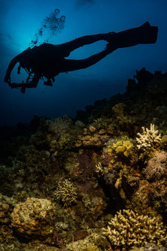Corals and diver in the Red Sea