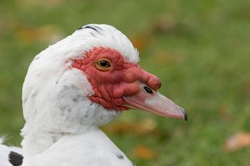 Muscovy duck